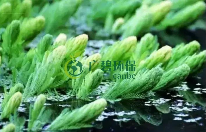 河道治理：水生植物的選擇與種植(圖4)